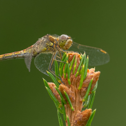 2019-08-11_16-57-35_Henk-Dekker.nl