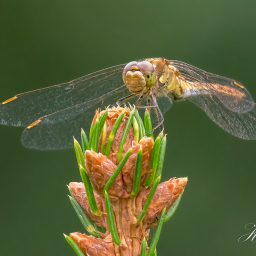2019-08-11_16-59-04_Copyright_Henk-Dekker.nl_0548