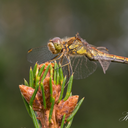 2019-08-11_17-06-14_Copyright_Henk-Dekker.nl_0549