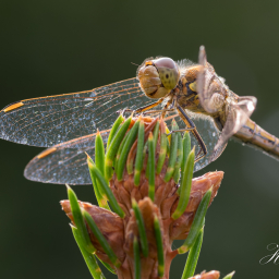 2019-08-11_17-08-19_Copyright_Henk-Dekker.nl_0550