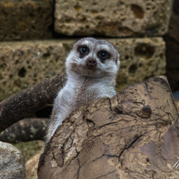 2020-01-29_11-26-41_Copyright_Henk-Dekker.nl_0557