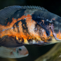 2020-01-29_12-37-49_Copyright_Henk-Dekker.nl_0558