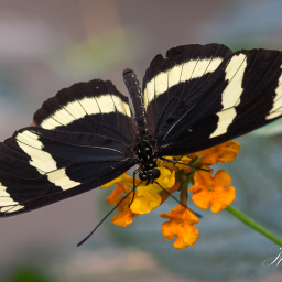 2020-01-29_14-19-16_Copyright_Henk-Dekker.nl_0562