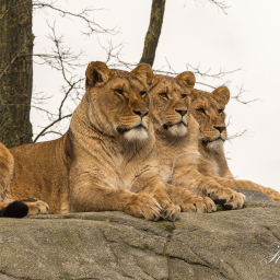 2020-02-26_12-52-00_Copyright_Henk-Dekker.nl_0563