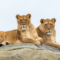 2020-03-04_12-05-53_Copyright_Henk-Dekker.nl_0567