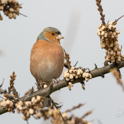 2020-03-04_14-01-07_Copyright_Henk-Dekker.nl_0569