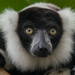 2020-03-04_14-41-19_Copyright_Henk-Dekker.nl_0570