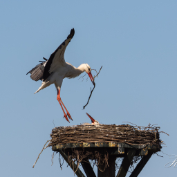 2020-03-31_10-02-09_Copyright_Henk-Dekker.nl_0574