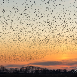 2020-04-04_20-24-12_Copyright_Henk-Dekker.nl_0575