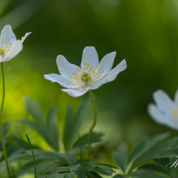 2020-04-18_14-22-54_Copyright_Henk-Dekker.nl_0579