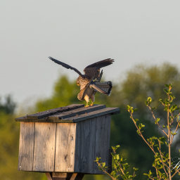 2020-05-06_20-17-29_Copyright_Henk-Dekker.nl_0580