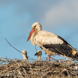 2020-05-20_19-18-18_Copyright_Henk-Dekker.nl_0581