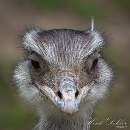 2020-05-22_11-24-30_Copyright_Henk-Dekker.nl_0583