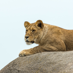 2020-05-22_11-34-38_Copyright_Henk-Dekker.nl_0584