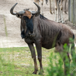 2020-05-22_11-41-52_Copyright_Henk-Dekker.nl_0585