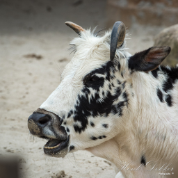 2020-05-22_11-45-50_Copyright_Henk-Dekker.nl_0586