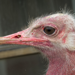 2020-05-22_12-03-03_Copyright_Henk-Dekker.nl_0589