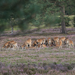 2020-09-01_16-44-32_Copyright_Henk-Dekker.nl_0618