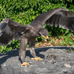 2025-07-01_09-50-11_Copyright_Henk-Dekker.nl_0895