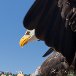 2025-07-01_11-16-19_Copyright_Henk-Dekker.nl_0903