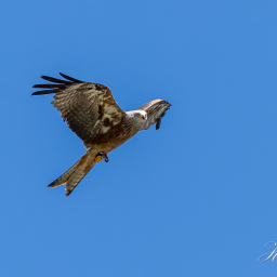 2025-07-01_11-25-29_Copyright_Henk-Dekker.nl_0906