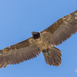 2025-07-01_11-30-05_Copyright_Henk-Dekker.nl_0908