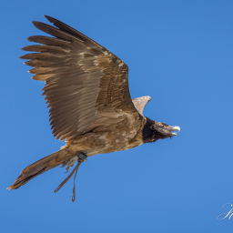 2025-07-01_11-32-14_Copyright_Henk-Dekker.nl_0909