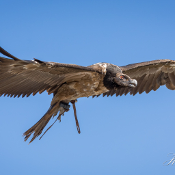 2025-07-01_11-32-33_Copyright_Henk-Dekker.nl_0911