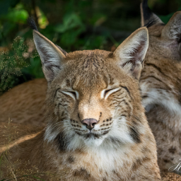 2025-07-24_11-09-07_Copyright_Henk-Dekker.nl_0922