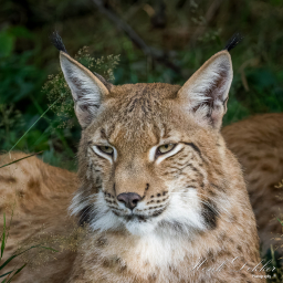 2025-07-24_11-12-00_Copyright_Henk-Dekker.nl_0923