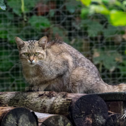 2025-07-24_11-39-35_Copyright_Henk-Dekker.nl_0928