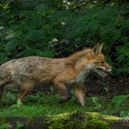 2025-07-24_11-59-28_Copyright_Henk-Dekker.nl_0930
