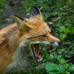 2025-07-24_12-07-37_Copyright_Henk-Dekker.nl_0934