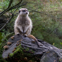 2025-10-13_10-58-57_Copyright_Henk-Dekker.nl_0942