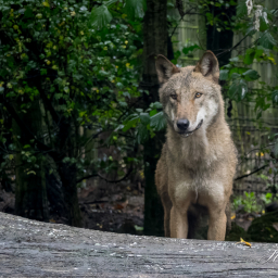 2025-10-13_11-24-10_Copyright_Henk-Dekker.nl_0944